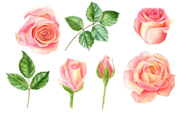 腮红水彩玫瑰,美丽的花孤立的白色背景,水彩插图,植物绘画图片 腮红水彩玫瑰,美丽的花孤立的白色背景,水彩插图,植物绘画图片下载