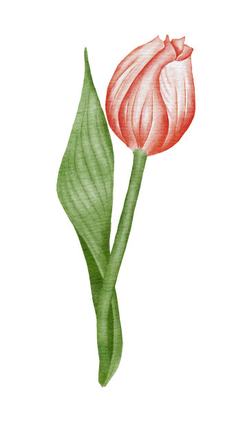 水彩红色郁金香花插图图片 水彩红色郁金香花插图图片下载
