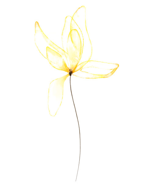 水彩纹理透明黄色花在白色背景。图片 水彩纹理透明黄色花在白色背景。图片下载