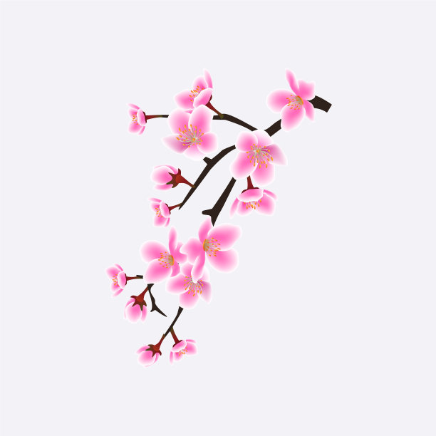 日本樱花或樱花枝图片 日本樱花或樱花枝图片下载