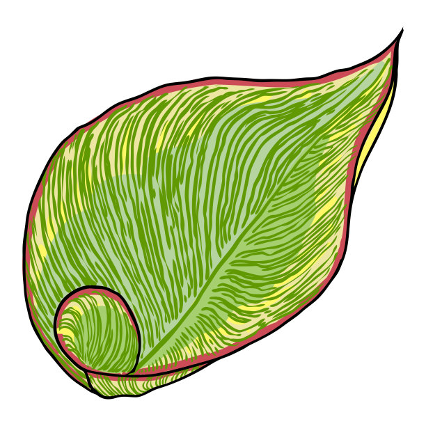美人蕉属植物叶子。异国丛林家养的房子或城市植物与条纹线。向量。图片 美人蕉属植物叶子。异国丛林家养的房子或城市植物与条纹线。向量。图片下载
