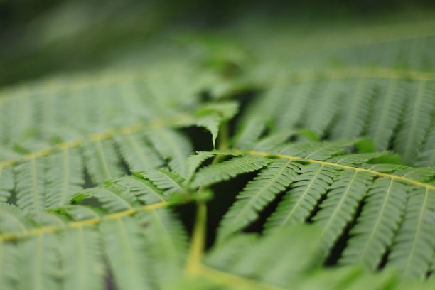 绿色的树叶图片 绿色的树叶图片下载