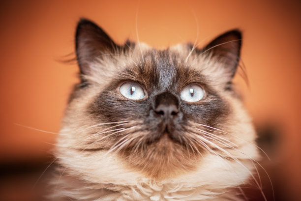 一只猫的微距照片。一只家猫的肖像在墙上的背景。涅夫斯基化妆舞会的猫图片 一只猫的微距照片。一只家猫的肖像在墙上的背景。涅夫斯基化妆舞会的猫图片下载
