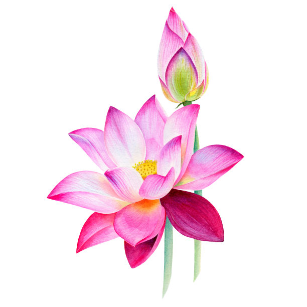 带着花蕾的丁香莲花图片 带着花蕾的丁香莲花图片下载