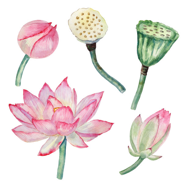 水彩元素的荷花,和莲子房。图片 水彩元素的荷花,和莲子房。图片下载