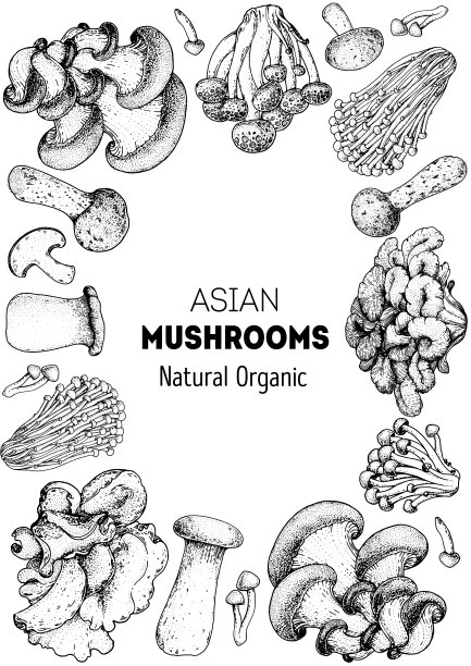 亚洲蘑菇素描集。食用菌手绘。矢量插图集合。手绘的食物。的蘑菇。有机食品。森林蘑菇。健康食品的说明。图片 亚洲蘑菇素描集。食用菌手绘。矢量插图集合。手绘的食物。的蘑菇。有机食品。森林蘑菇。健康食品的说明。图片下载