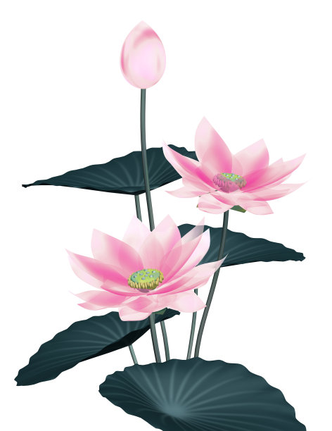 3D莲花图像。图片 3D莲花图像。图片下载