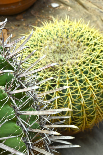 高峰仙人掌盆栽植物图片 高峰仙人掌盆栽植物图片下载