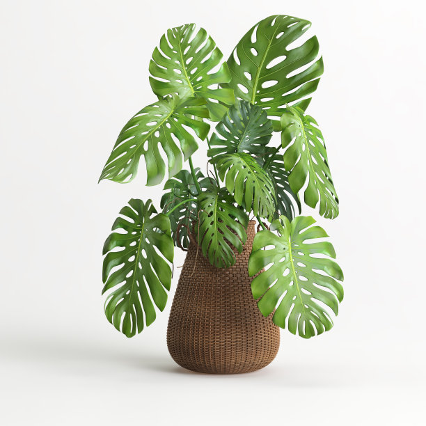 3d插图室内植物盆栽在白色背景图片 3d插图室内植物盆栽在白色背景图片下载