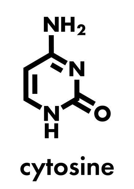 胞嘧啶核碱基组分之一图片 胞嘧啶核碱基组分之一图片下载