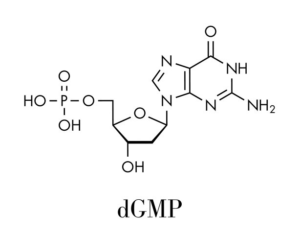 脱氧鸟苷一磷酸DGMP核苷酸图片 脱氧鸟苷一磷酸DGMP核苷酸图片下载