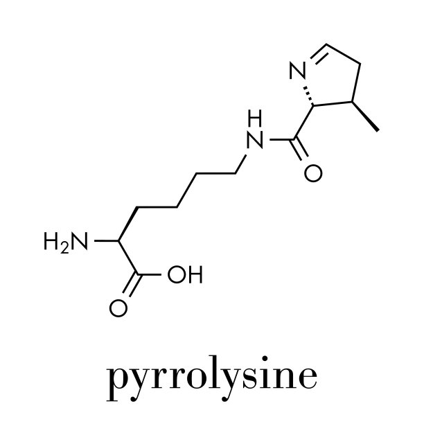 吡咯赖氨酸l-吡咯赖氨酸pyl - o氨基酸图片 吡咯赖氨酸l-吡咯赖氨酸pyl - o氨基酸图片下载