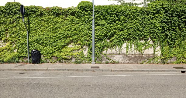 混凝土墙几乎被蔓生的植物、金属杆、水泥人行道和前面的柏油路完全覆盖。图片 混凝土墙几乎被蔓生的植物、金属杆、水泥人行道和前面的柏油路完全覆盖。图片下载