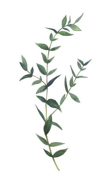 热带小植物的枝干,叶子用水彩画出来。图片 热带小植物的枝干,叶子用水彩画出来。图片下载