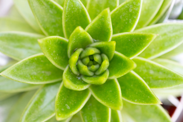 肉质植物图片 肉质植物图片下载
