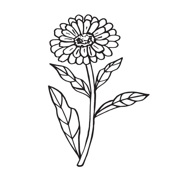 金盏花花涂鸦。黑色线性轮廓图片 金盏花花涂鸦。黑色线性轮廓图片下载