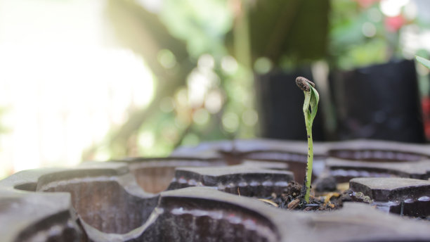 子叶植物瓜图片 子叶植物瓜图片下载