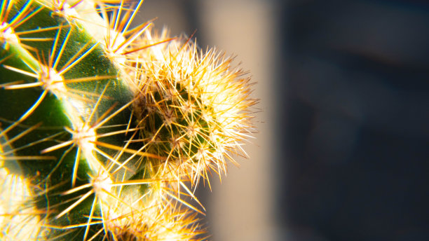 仙人掌花刺图片 仙人掌花刺图片下载