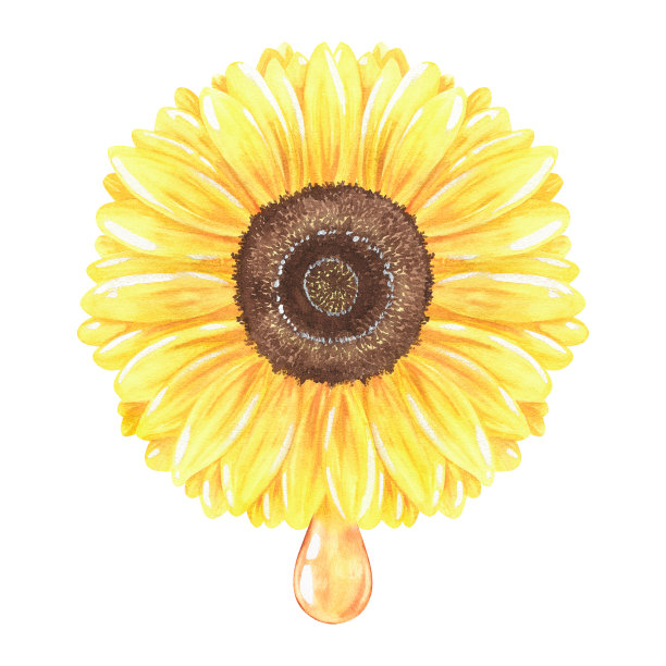 葵花加一滴油。水彩插图。孤立在白色背景上。为设计。图片 葵花加一滴油。水彩插图。孤立在白色背景上。为设计。图片下载