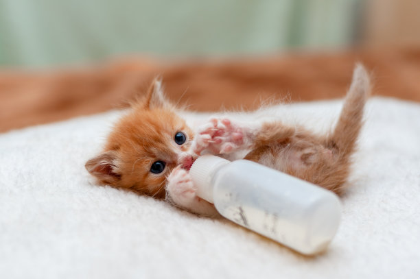用小奶瓶喂小猫,小猫用奶瓶喝牛奶图片 用小奶瓶喂小猫,小猫用奶瓶喝牛奶图片下载