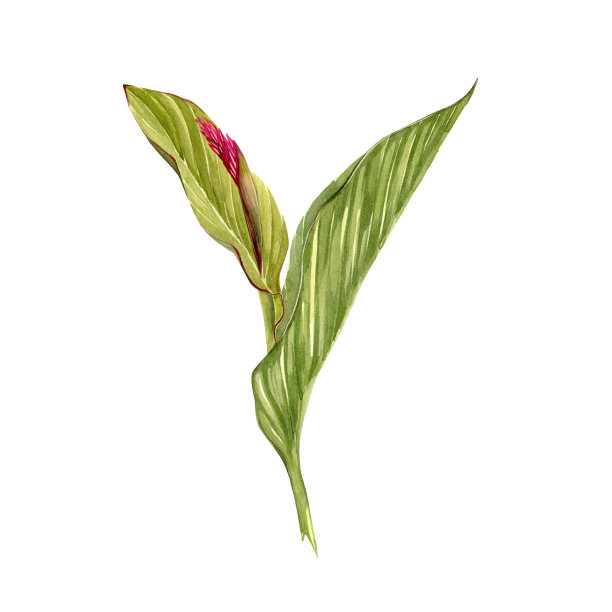 分离水彩插图美人蕉百合花在白色背景。热带花卉的插图,以叶子为背景,纹理,包装图案,框架或边界。图片 分离水彩插图美人蕉百合花在白色背景。热带花卉的插图,以叶子为背景,纹理,包装图案,框架或边界。图片下载