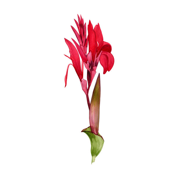 分离水彩插图美人蕉百合花在白色背景。热带花卉的插图,以叶子为背景,纹理,包装图案,框架或边界。图片 分离水彩插图美人蕉百合花在白色背景。热带花卉的插图,以叶子为背景,纹理,包装图案,框架或边界。图片下载