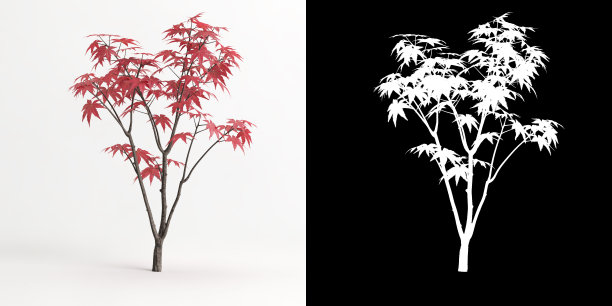 3d插图的槭棕榈树分离在白色和它的面具图片 3d插图的槭棕榈树分离在白色和它的面具图片下载