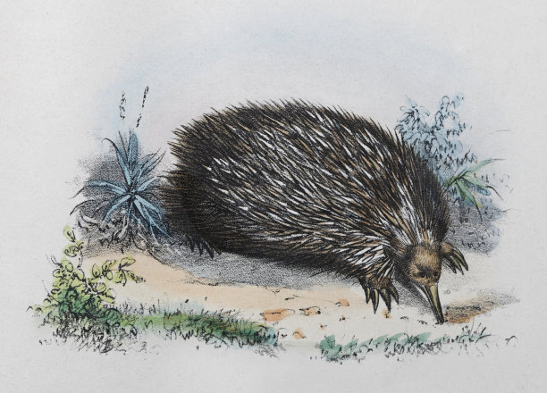 短喙针鼹(Tachyglossus aculeatus) -老式彩色插图图片 短喙针鼹(Tachyglossus aculeatus) -老式彩色插图图片下载