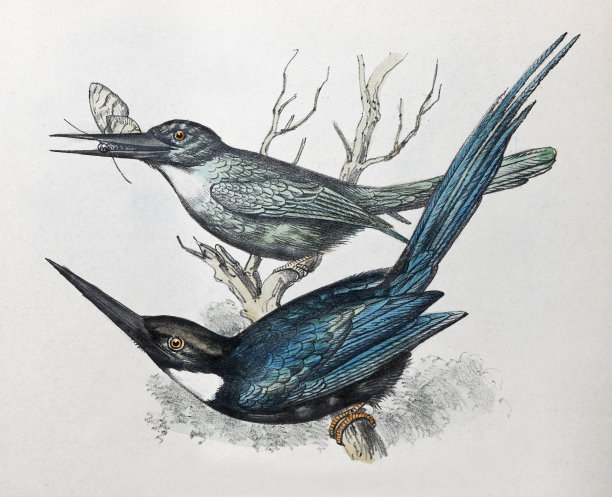 红尾麂皮蜥(Galbula ruficauda)和天堂麂皮蜥(Galbula dea) -复古色彩插图图片 红尾麂皮蜥(Galbula ruficauda)和天堂麂皮蜥(Galbula dea) -复古色彩插图图片下载