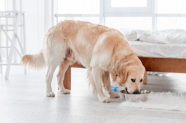 金毛猎犬吃狗图片 金毛猎犬吃狗图片下载