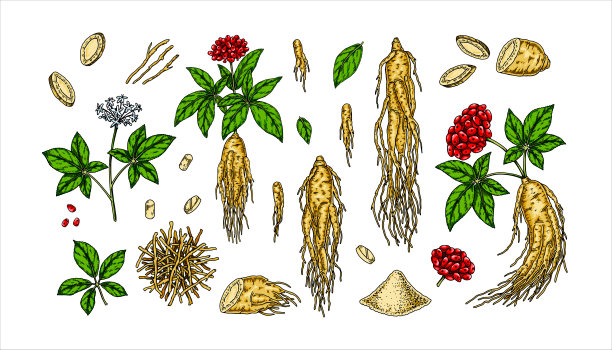 一组手绘野生人参根与叶和浆果隔离在白色背景。植物矢量插图素描风格的包装,标志,科学文章设计图片 一组手绘野生人参根与叶和浆果隔离在白色背景。植物矢量插图素描风格的包装,标志,科学文章设计图片下载
