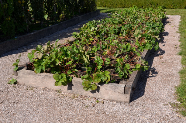 修道院花园城堡的木框架草本植物床。矩形的花坛与草本植物和公园小径的明亮色彩。维护修剪好的黄杨木树篱。教育校园、学校、园艺图片 修道院花园城堡的木框架草本植物床。矩形的花坛与草本植物和公园小径的明亮色彩。维护修剪好的黄杨木树篱。教育校园、学校、园艺图片下载
