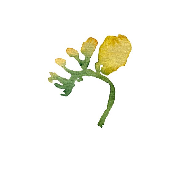 可爱的黄色小苍兰水彩画插图图片 可爱的黄色小苍兰水彩画插图图片下载