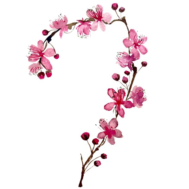 一个漂亮的粉红色樱花日本水彩插画图片 一个漂亮的粉红色樱花日本水彩插画图片下载