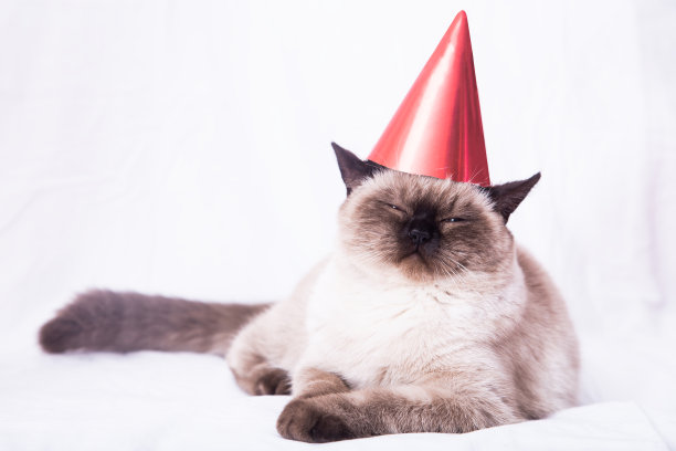 和猫咪新年快乐图片 和猫咪新年快乐图片下载
