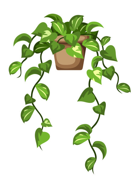 Pothos植物。攀爬的盆栽植物。矢量插图图片 Pothos植物。攀爬的盆栽植物。矢量插图图片下载