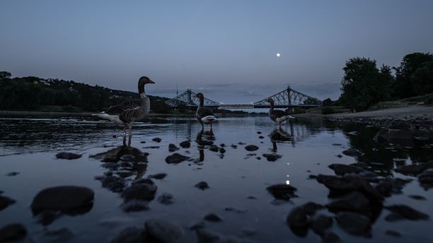 德国Loschwitz桥的夜景,在易北河上,鸭子在焦点上,月亮在天空图片 德国Loschwitz桥的夜景,在易北河上,鸭子在焦点上,月亮在天空图片下载