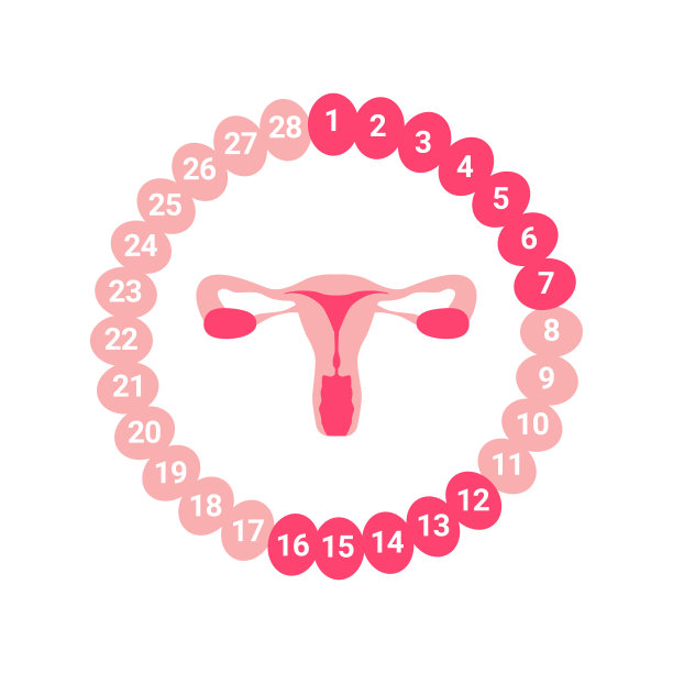 女性月经周期。女性生殖系统。子宫器官分离在白色背景图片 女性月经周期。女性生殖系统。子宫器官分离在白色背景图片下载