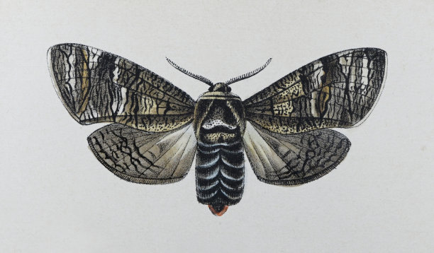 山羊蛾(Cossus Cossus) -复古色彩插图图片 山羊蛾(Cossus Cossus) -复古色彩插图图片下载