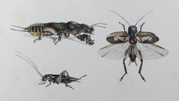 欧洲鼹鼠蟋蟀(Gryllotalpa Gryllotalpa)和家蟋蟀(Acheta家养蟋蟀)-复古彩色插图图片 欧洲鼹鼠蟋蟀(Gryllotalpa Gryllotalpa)和家蟋蟀(Acheta家养蟋蟀)-复古彩色插图图片下载