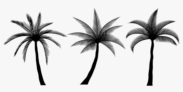 白色背景上孤立的棕榈剪影。图片 白色背景上孤立的棕榈剪影。图片下载