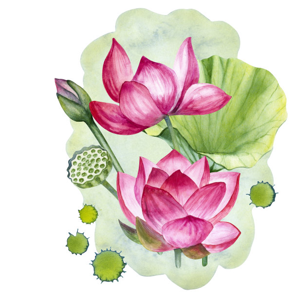手绘的莲花花束,叶子,芽和种子与水滴和水彩背景隔离在白色背景上。图片 手绘的莲花花束,叶子,芽和种子与水滴和水彩背景隔离在白色背景上。图片下载