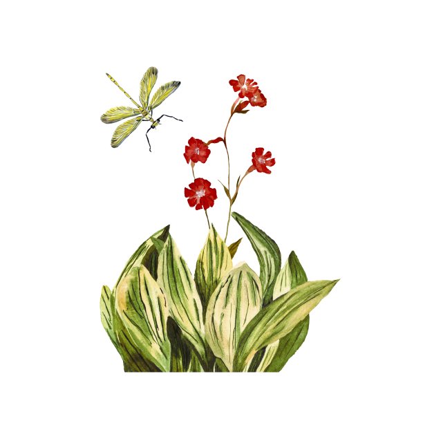 花红昆虫蜻蜓草绿水彩画图片 花红昆虫蜻蜓草绿水彩画图片下载