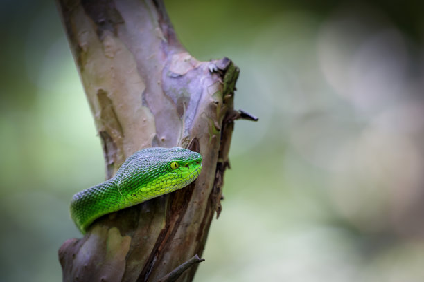 绿色蝮蛇的特写照片(Trimeresurus macrops)。图片 绿色蝮蛇的特写照片(Trimeresurus macrops)。图片下载