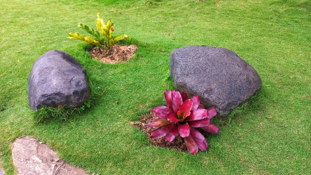 红凤梨属凤梨科观赏植物,常见于公园石排花园图片 红凤梨属凤梨科观赏植物,常见于公园石排花园图片下载