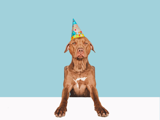 可爱的,漂亮的棕色小狗和派对帽图片 可爱的,漂亮的棕色小狗和派对帽图片下载