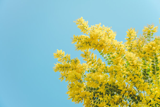 黄色的花图片 黄色的花图片下载