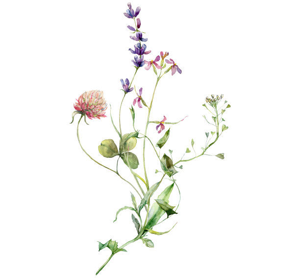 水彩草地花束三叶草,薰衣草,柏树和荠菜。手绘花卉海报的野花孤立在白色背景。假日插图的设计,印刷,背景。图片 水彩草地花束三叶草,薰衣草,柏树和荠菜。手绘花卉海报的野花孤立在白色背景。假日插图的设计,印刷,背景。图片下载