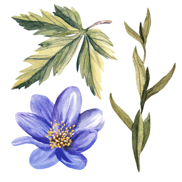 白色底色上有黄色雄蕊和绿色叶子的丁香花。水彩插图。图片 白色底色上有黄色雄蕊和绿色叶子的丁香花。水彩插图。图片下载