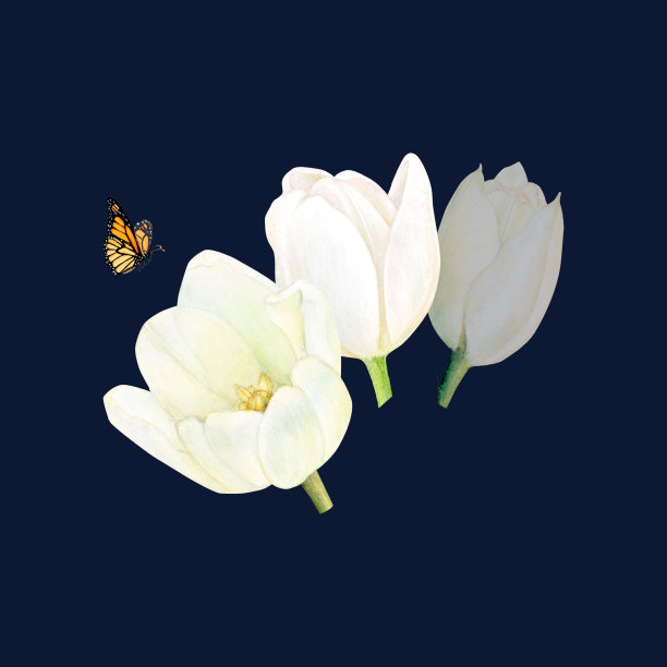 水彩画的白色郁金香和蝴蝶在黑色背景的标志,明信片,棍子,背景。图片 水彩画的白色郁金香和蝴蝶在黑色背景的标志,明信片,棍子,背景。图片下载